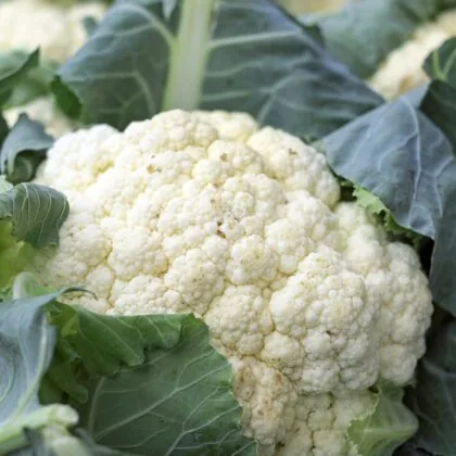 Cauliflower G4ebcec343 1920