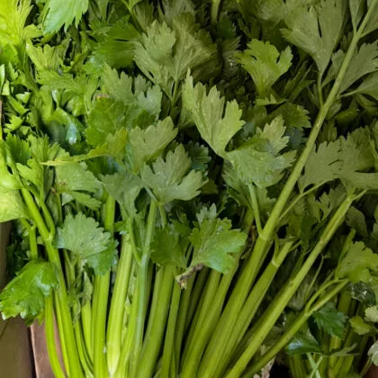 Celery2