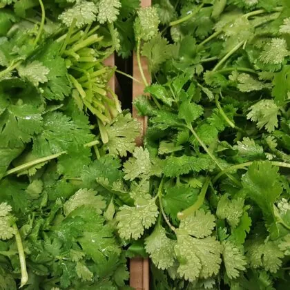 Cilantro in a pot