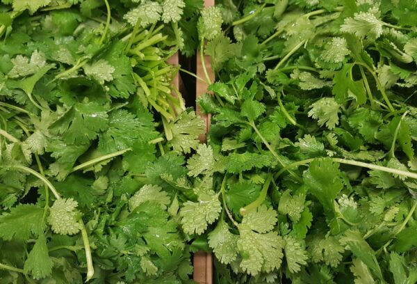 Cilantro in a pot