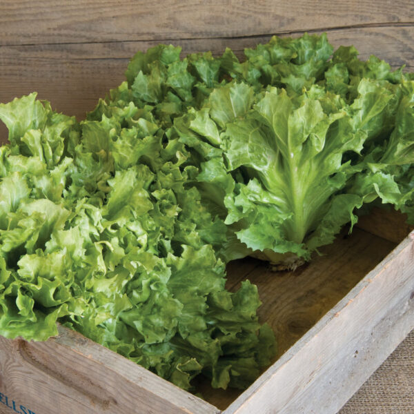 Escarole