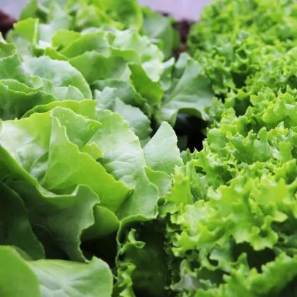 Green leaf lettuce