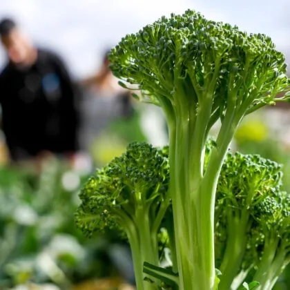 Broccoli Gf9a1abd3d 1920