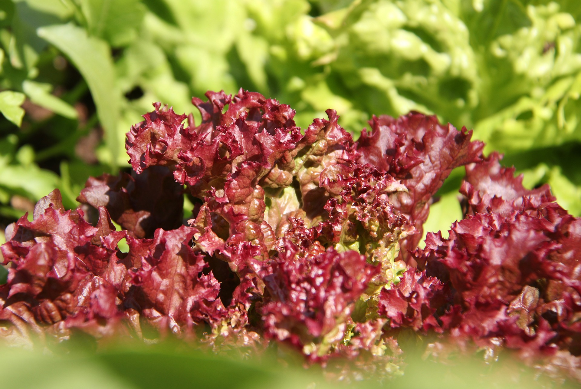 red-leaf-lettuce-organic-produce-direct