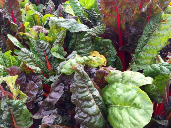 Swiss Chard