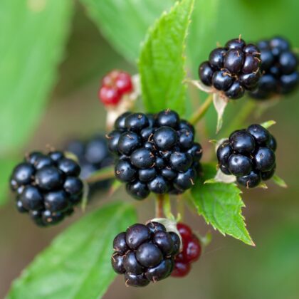 Blackberries Gd2c889e53 1920