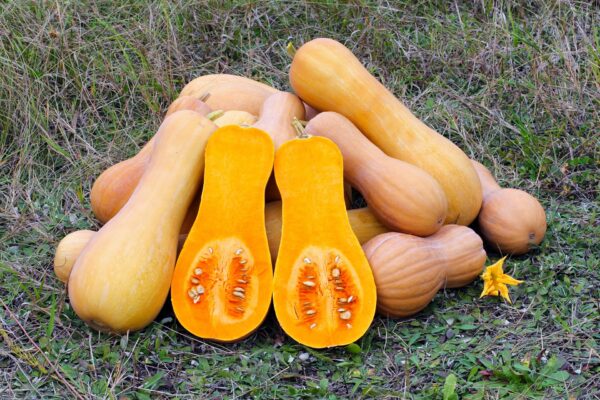 Butternut Squash G8b4632d5e 1920