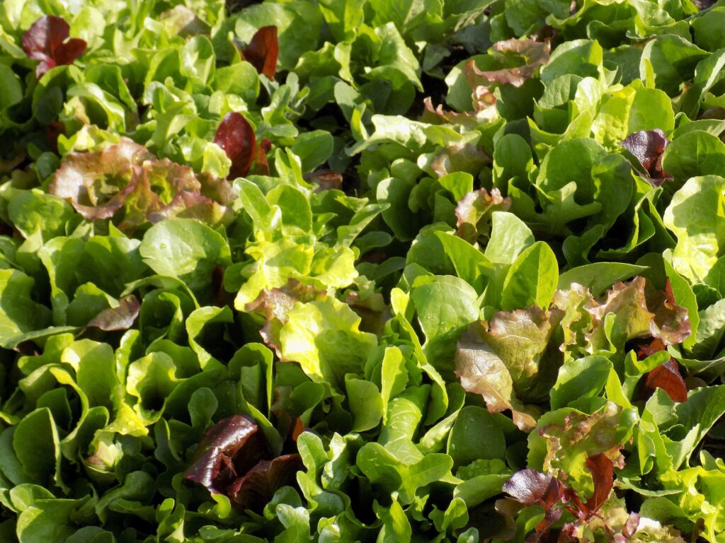 Spring Mix Letuce Lettuce spring mix - Organic Produce Direct