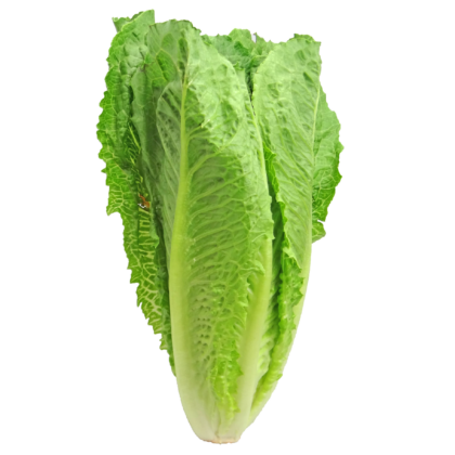 Romaine Lettuce