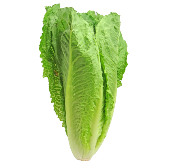 Romaine Lettuce