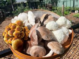 Mushroom