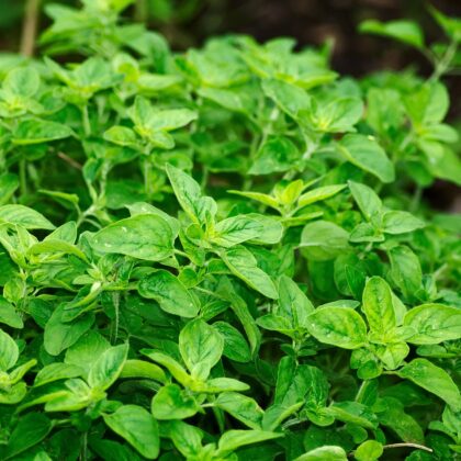Oregano in a pot