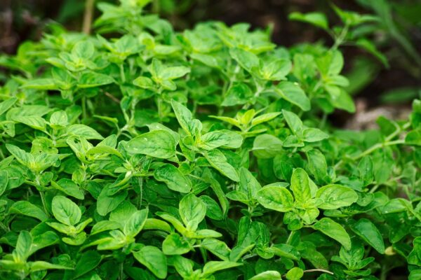 Oregano in a pot