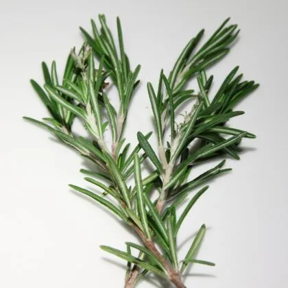 Rosemary in a pot