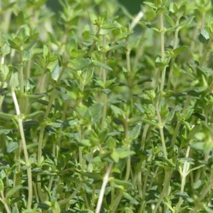 Thyme in a pot