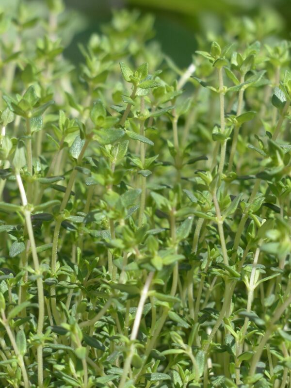 Thyme in a pot