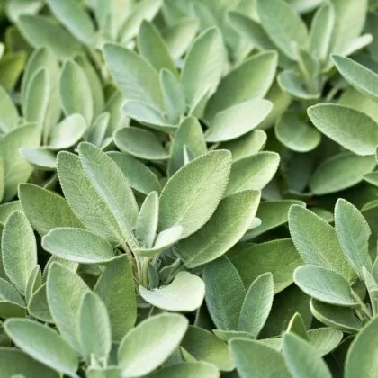 Sage