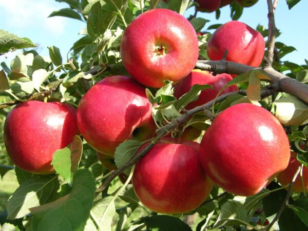 Apples