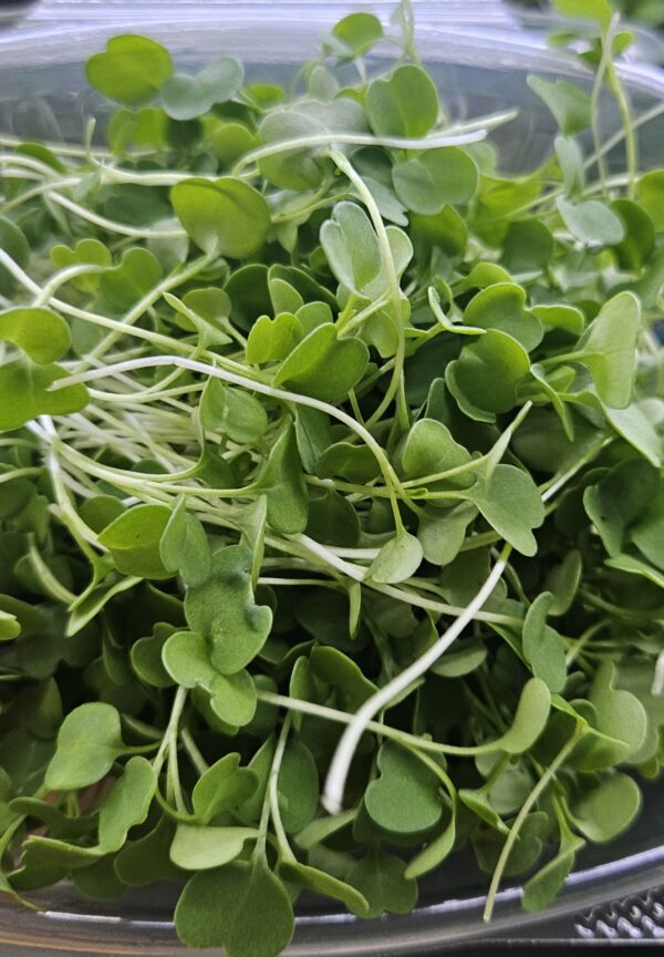 Arugula Microgreens