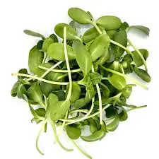 Sunflower Shoots