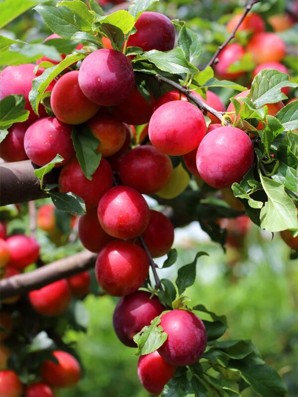 Red Plums