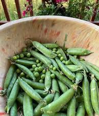 Shelling Peas