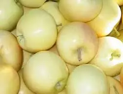 Yellow Gala