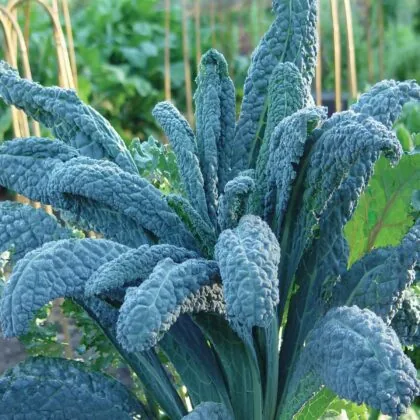 Dinasour Kale