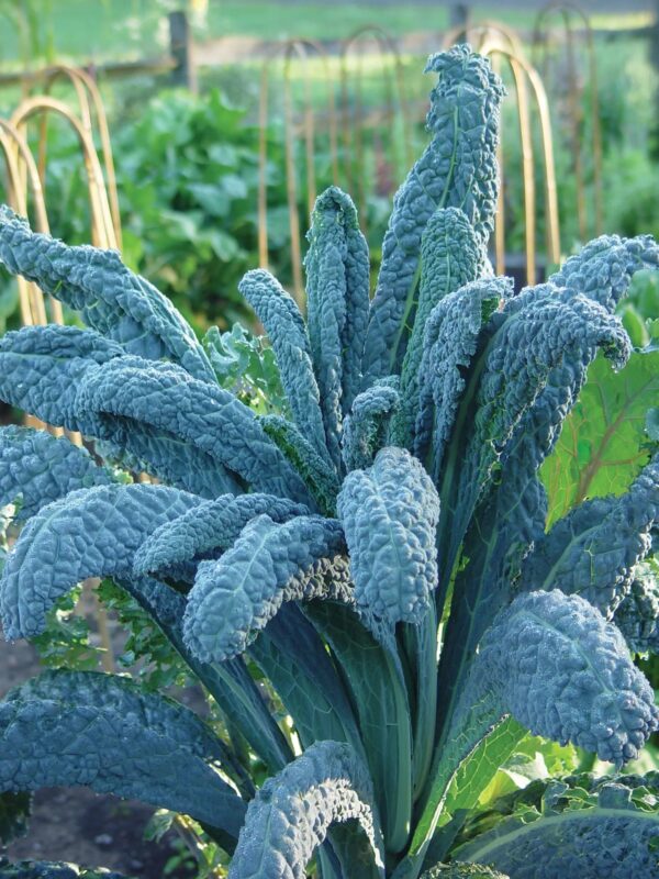 Dinasour Kale