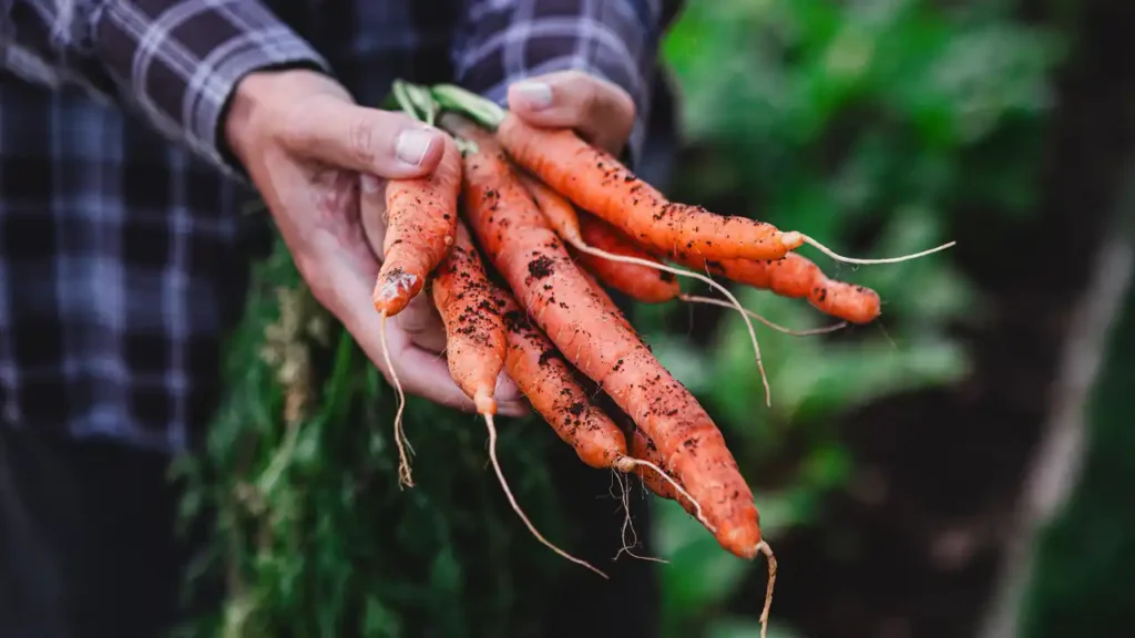 Fresh organic produce sourced directly from Western New York farms by Organic Produce Direct Buffalo NY